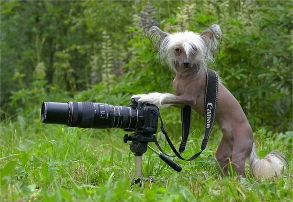 Фотоаппарат собачка