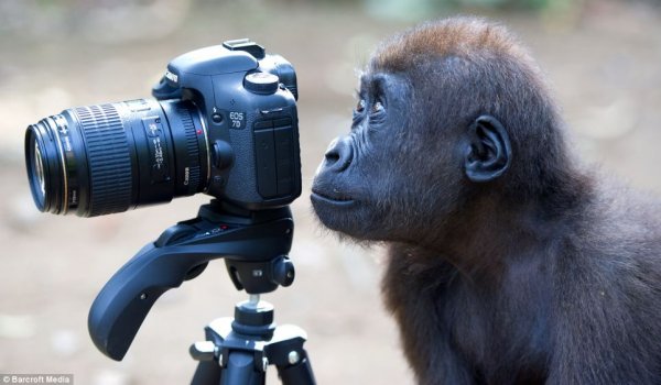 Животное с фотоаппаратом