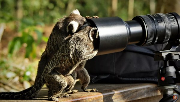 Звери с фотоаппаратом