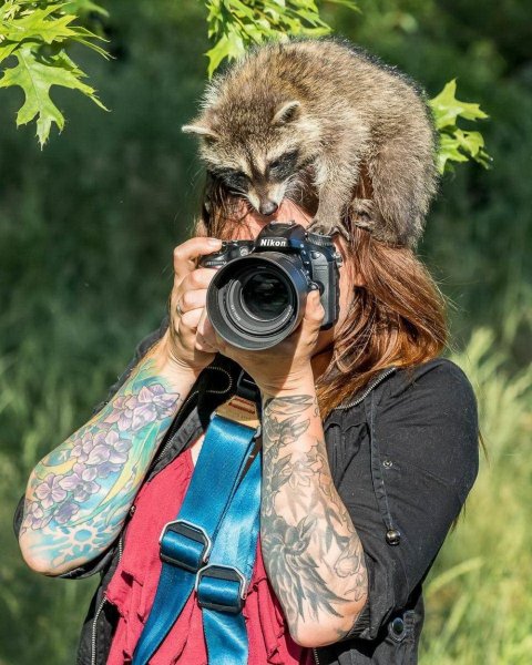 Енот с фотоаппаратом