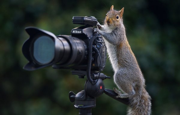 Белки и фотоаппарат