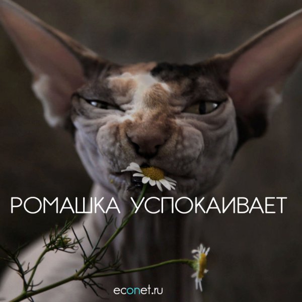 Ромашка успокаивает