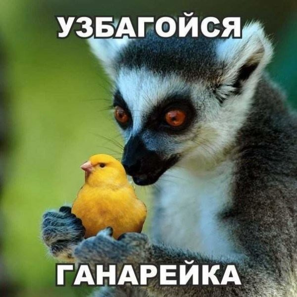 Лемур узбагойся