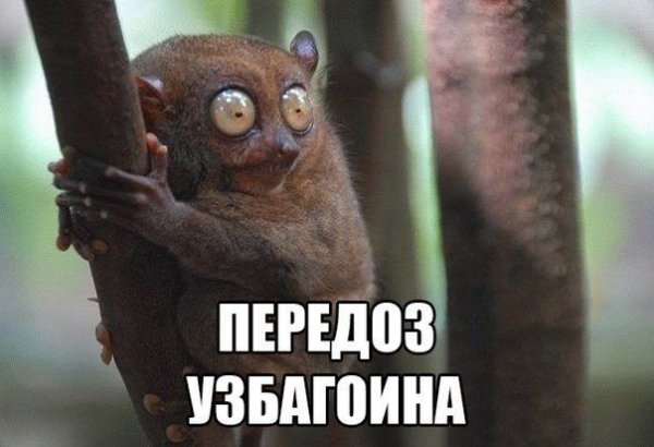 Лемур приколы с надписями