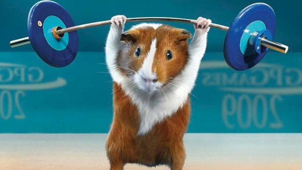 Спортивное животное