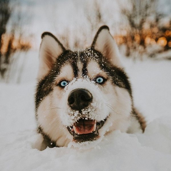 Хаски добрые