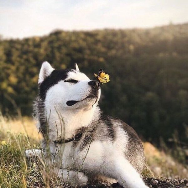 Хаски привет