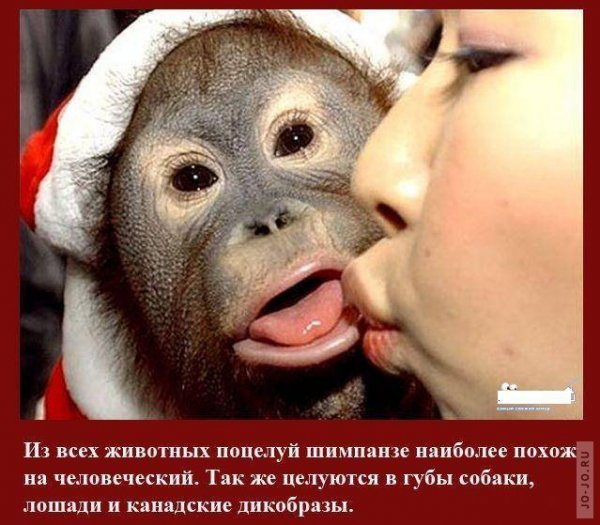 Самые смешные поцелуи