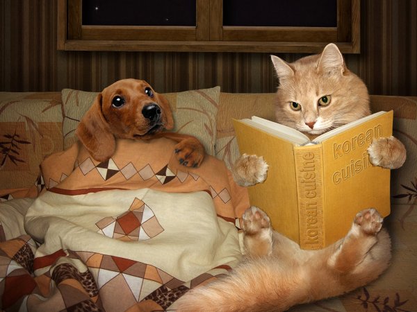 Забавные котики и собачки
