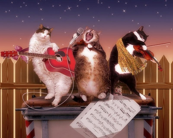 Поющие коты