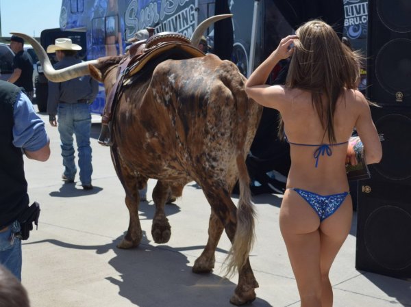 Девушка на быке