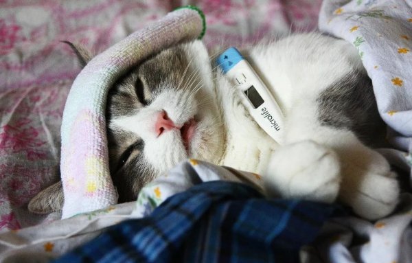 Кошка с градусником
