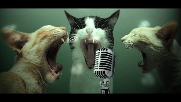 Поющие коты