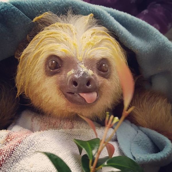Международный день ленивца (International Sloth Day)