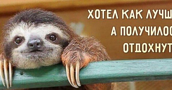 Ленивец прикол