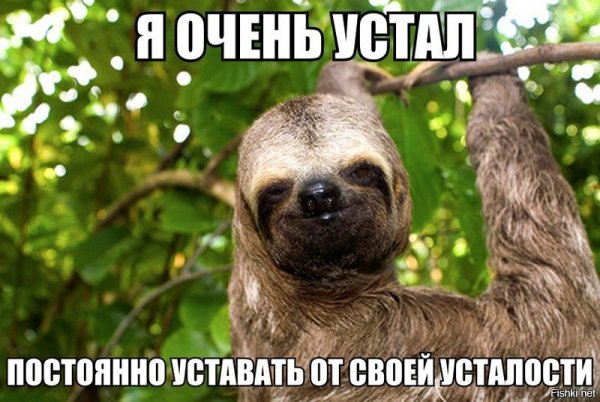 Ленивец Мем