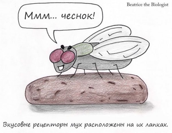 Смешные мухи смешные мухи