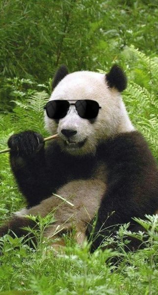 Смешная Панда