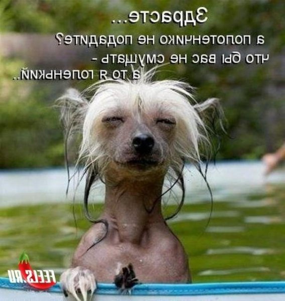 Привет прикольные