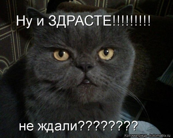 Приветик картинки прикольные