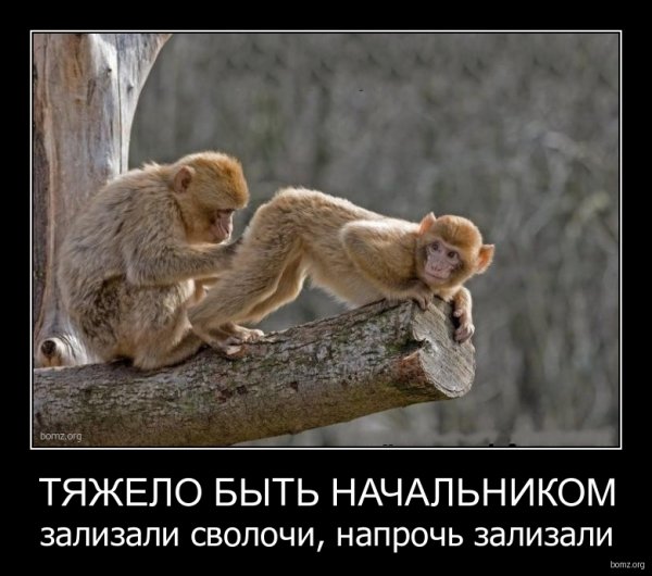 Шутки про начальника