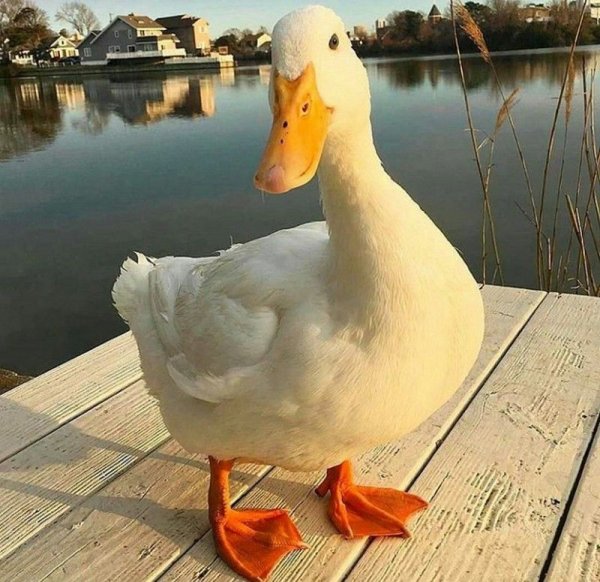 Смешной Гусь