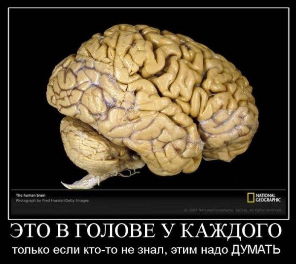 Шутки про мозги
