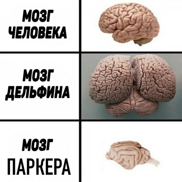 Мозг дельфина и мозг человека