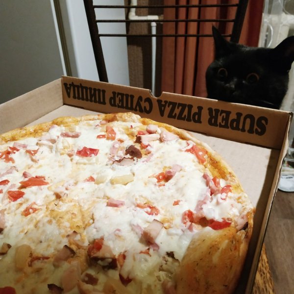 Кот с пиццей