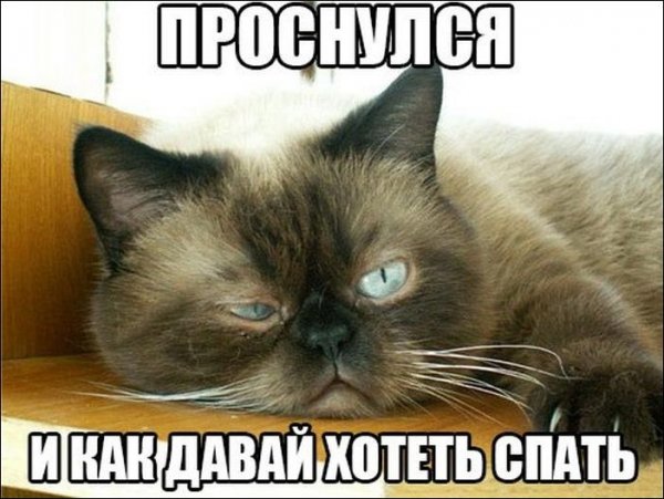 Невыспавшийся котик