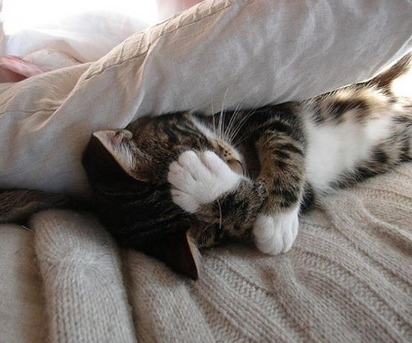 Котик утром проснулся