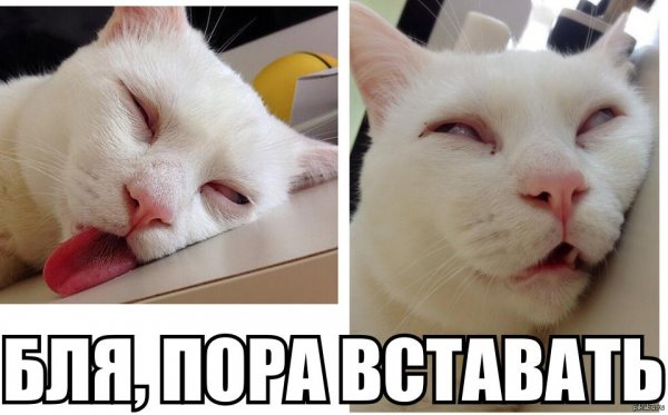 Пора вставать
