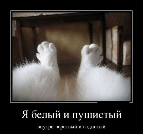 Шутки про белую и пушистую