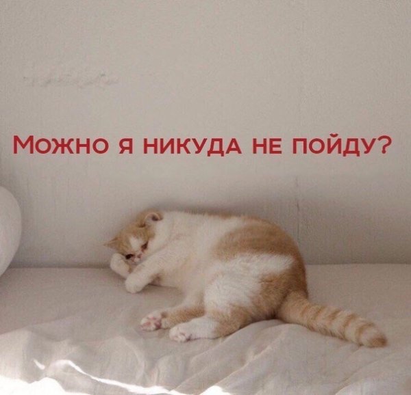 Коты просыпаются смешно
