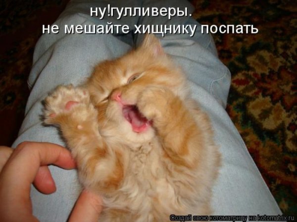 Просыпайся котик с надписью