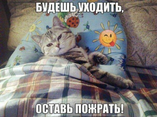 Смешной кот с утра