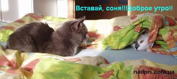 Вставай Соня