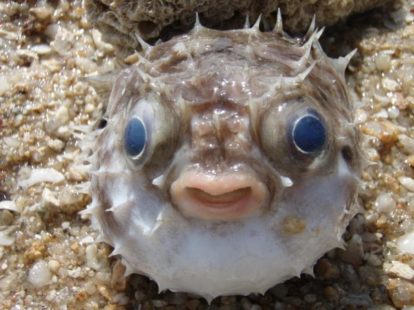 Морда рыбы