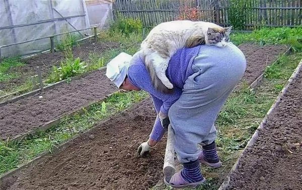 Приколы про дачу
