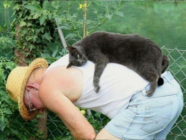 Коты на даче приколы