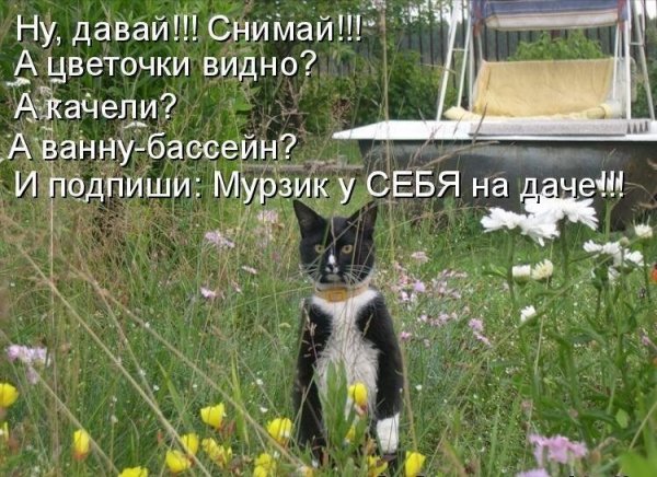 Афоризмы про дачу