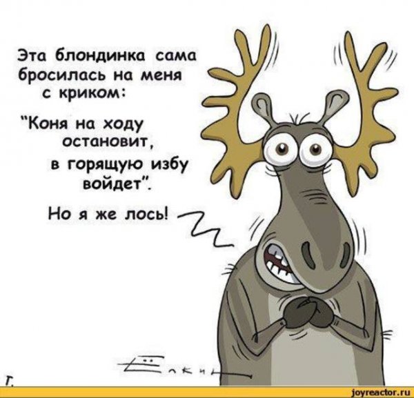 Лось шутка