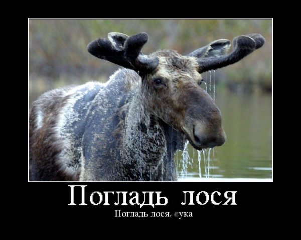 Смешной Лось