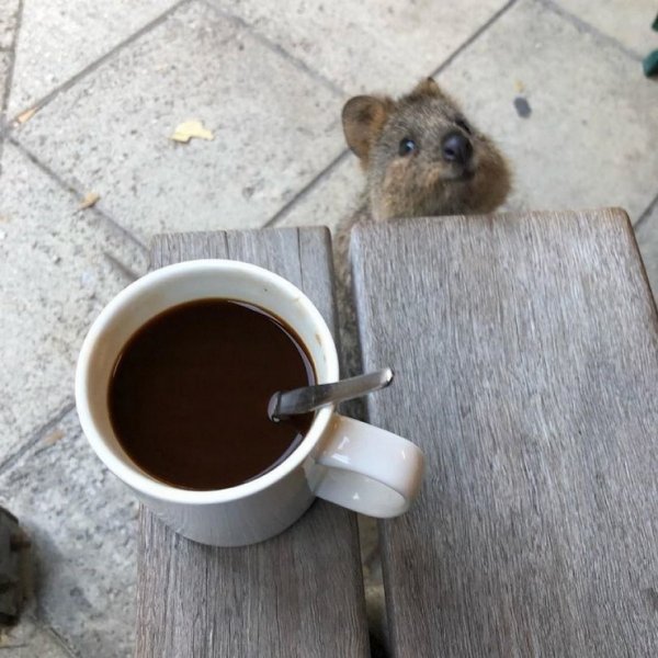Кофе смешные