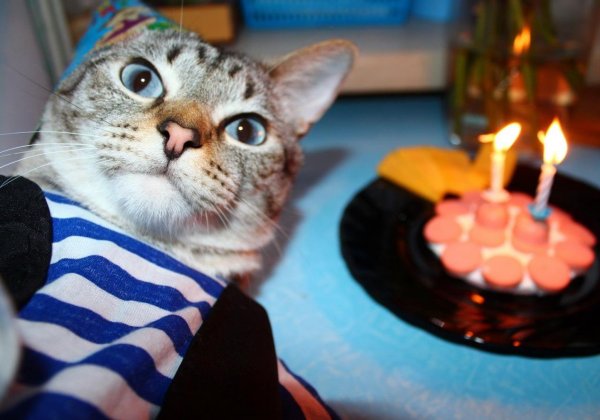 С днем рождения кот
