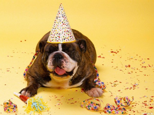 Животные в колпачках