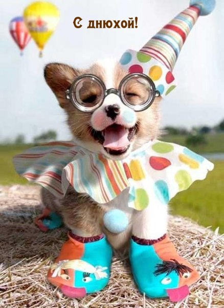 С днем рождения смешные животные