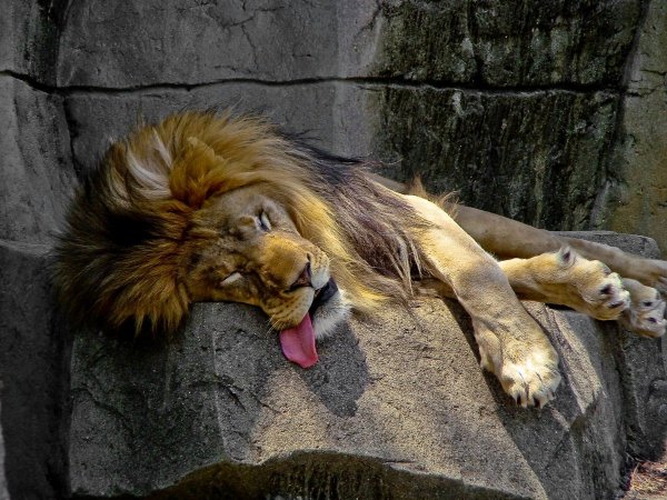 Смешные картинки львов (50 фото)