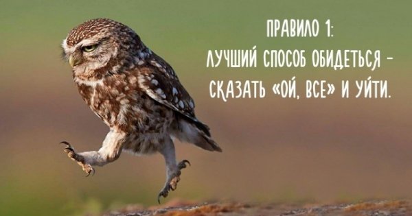 Сова Мудрые мысли