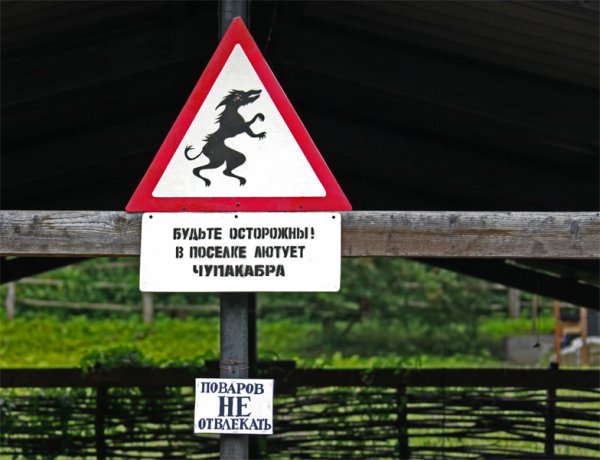 Мадагаскарская руконожка детеныш